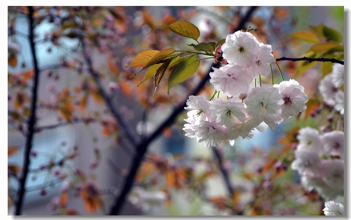 白樱开放（二）