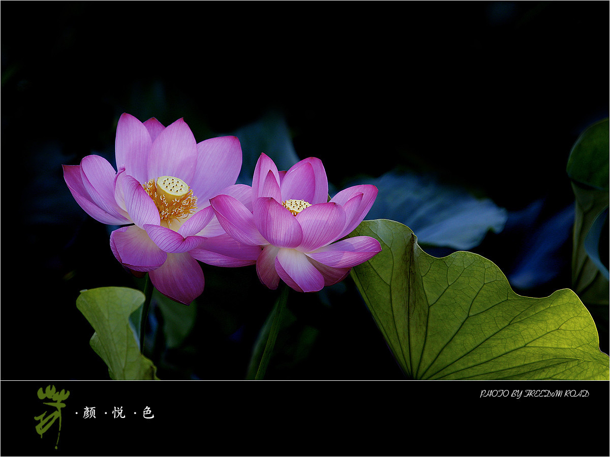 #版主坐堂#【天津版块】2015年7月金、银钻精华汇总