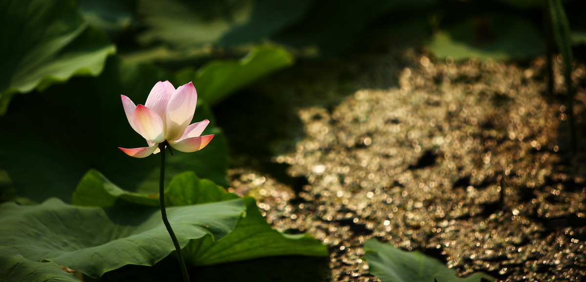 #版主坐堂#【天津版块】2015年7月金、银钻精华汇总