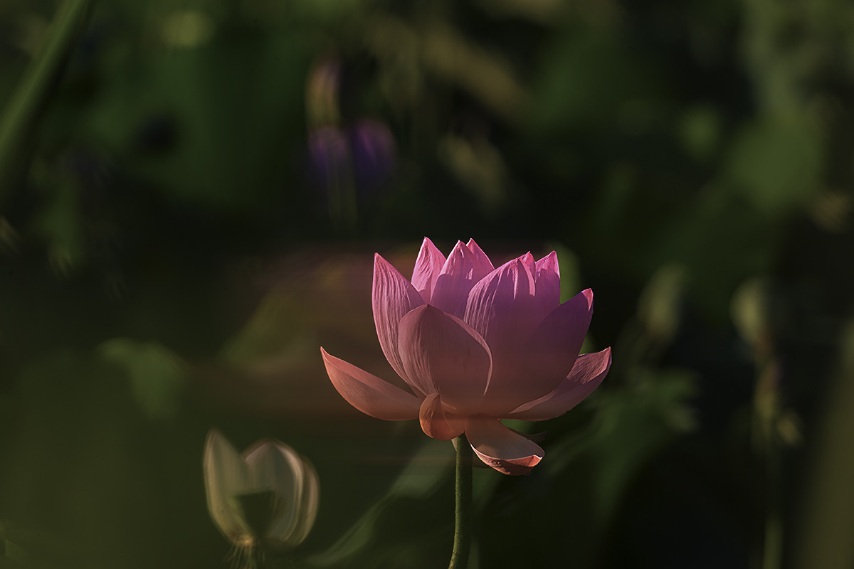 #版主坐堂#【天津版块】2015年7月金、银钻精华汇总