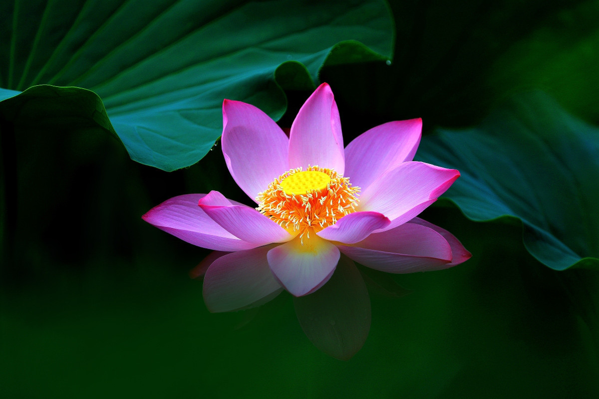 #版主坐堂#【天津版块】2015年7月金、银钻精华汇总