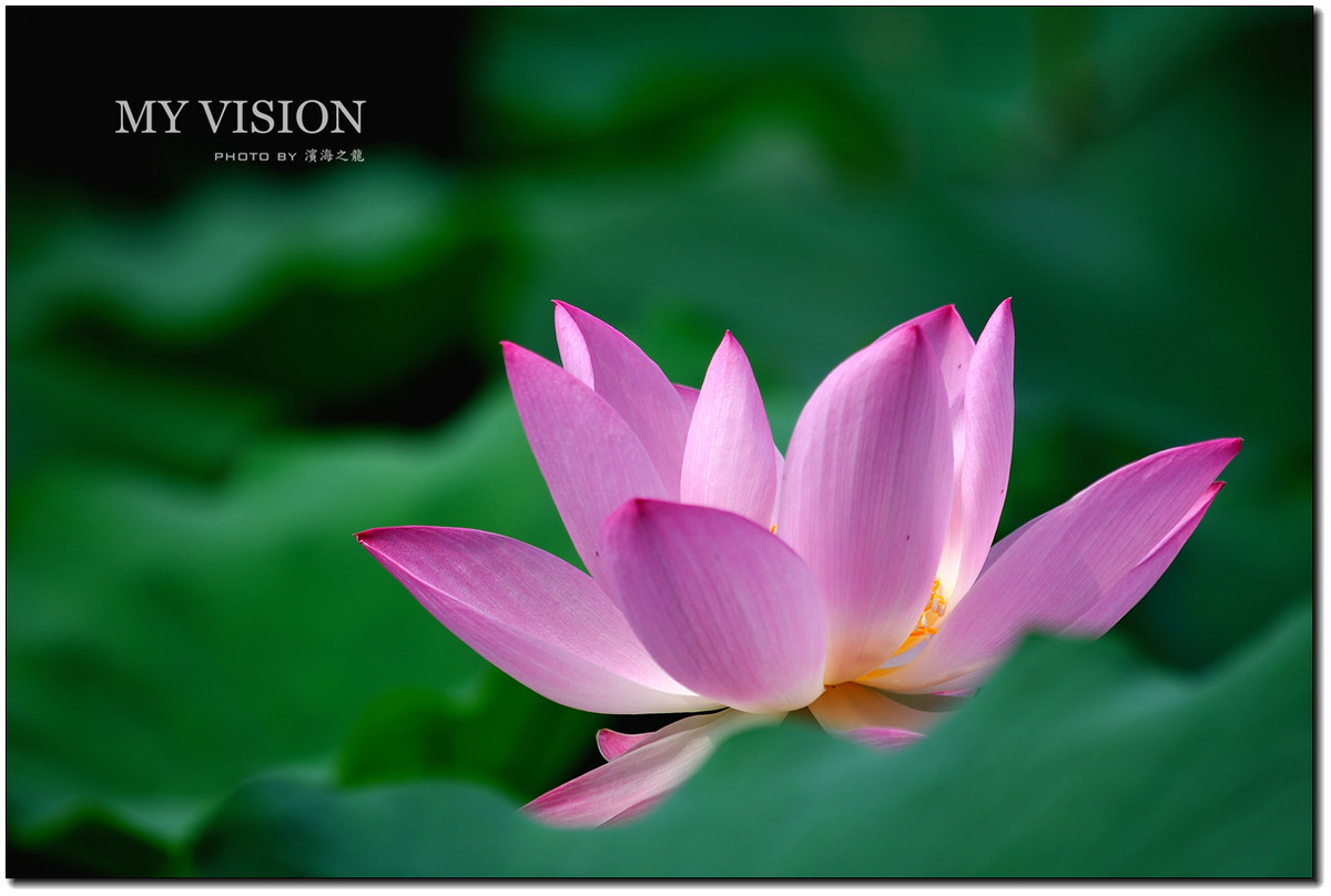 #版主坐堂#【天津版块】2015年7月金、银钻精华汇总