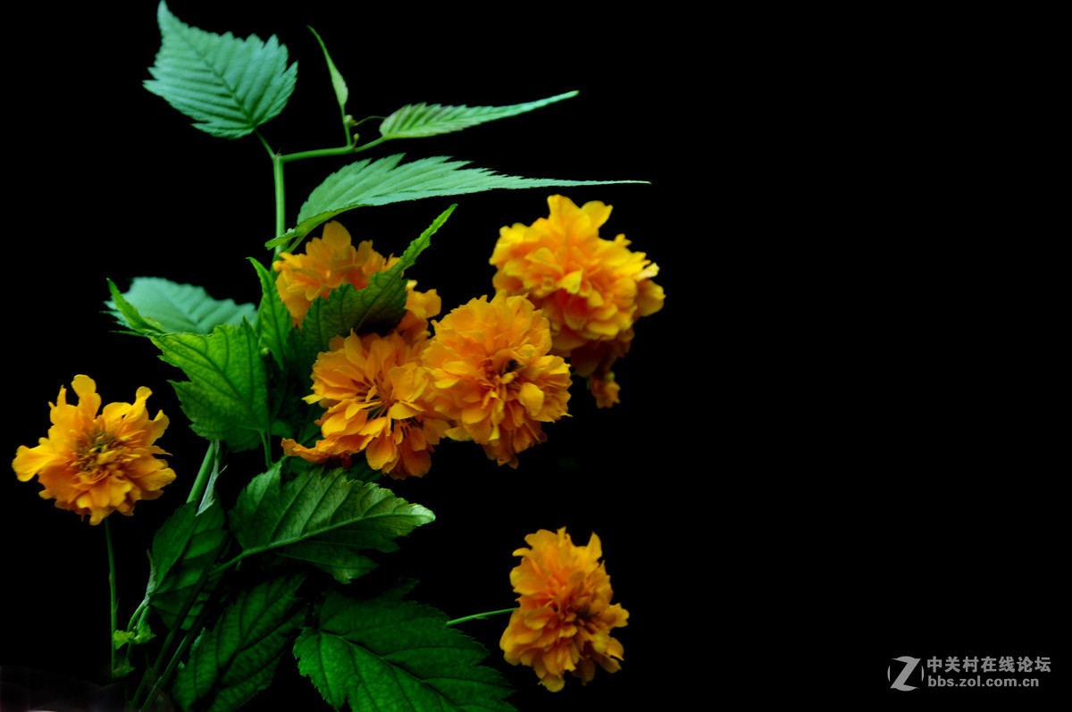 棣棠花 15,8,3,