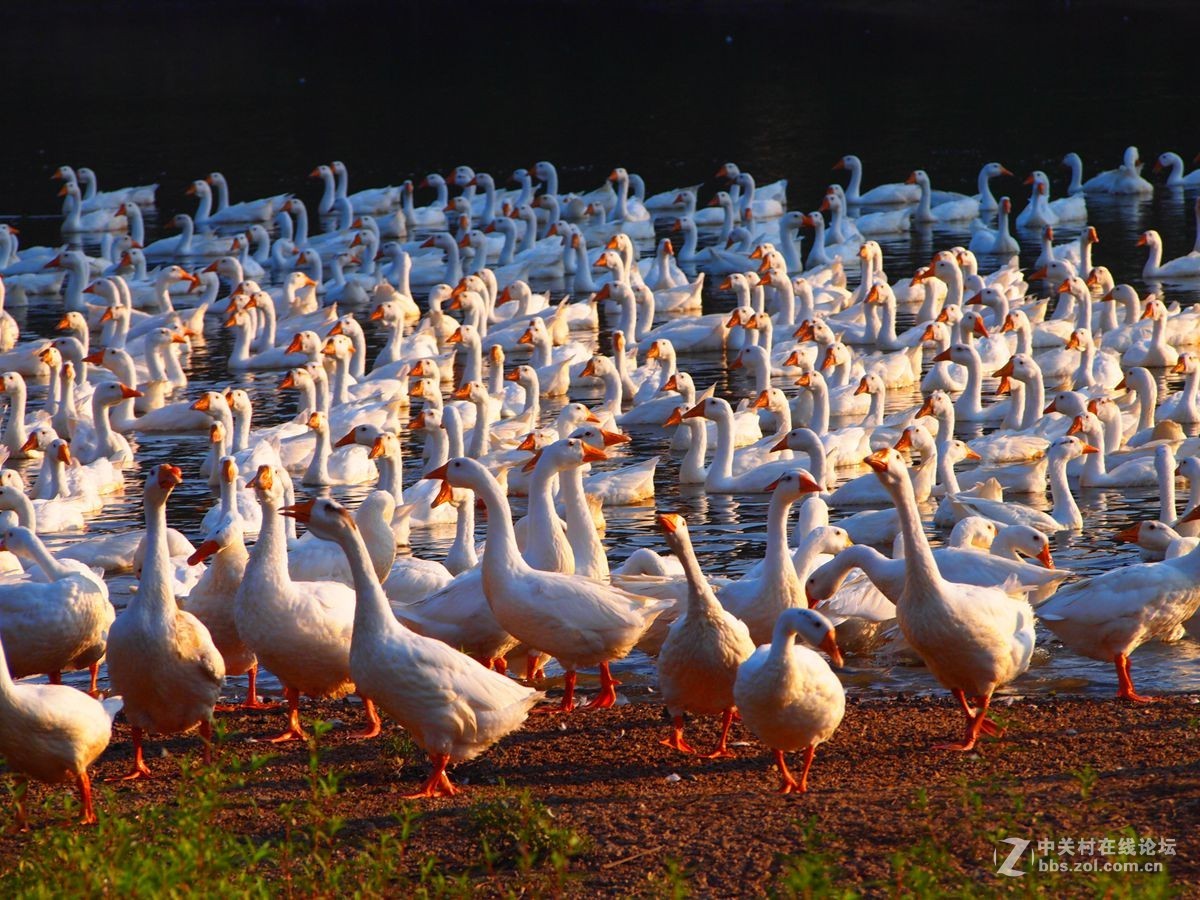 晨拍生态泌水河中家养千只洁白鸭群