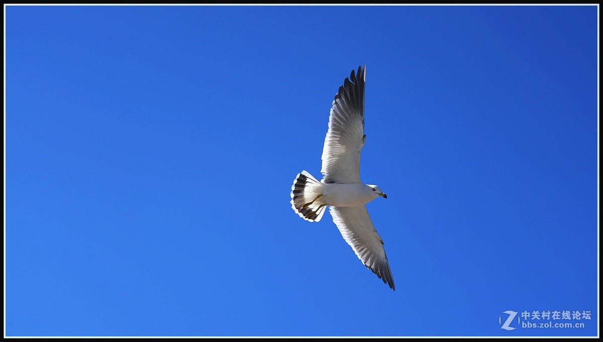 海鸥       三人行必有我师