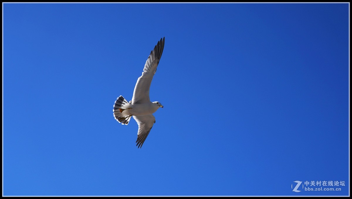 海鸥       三人行必有我师