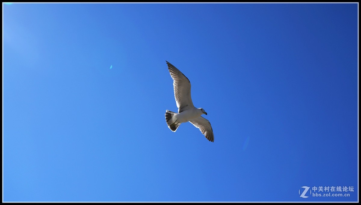 海鸥       三人行必有我师