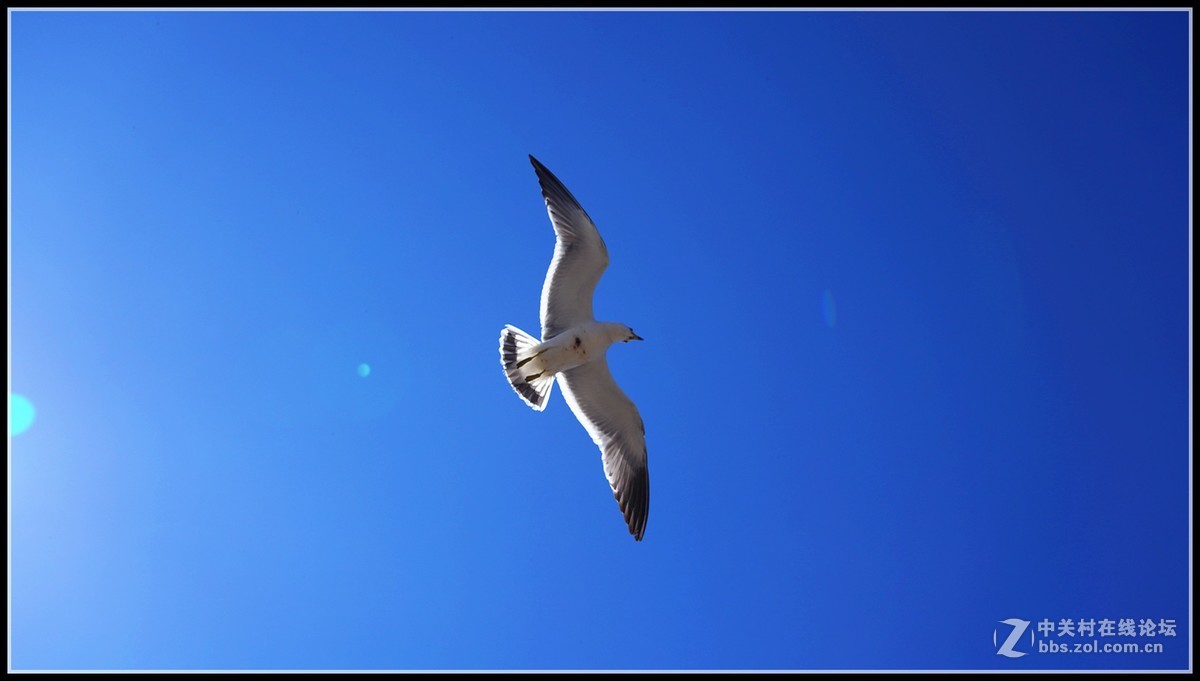 海鸥       三人行必有我师