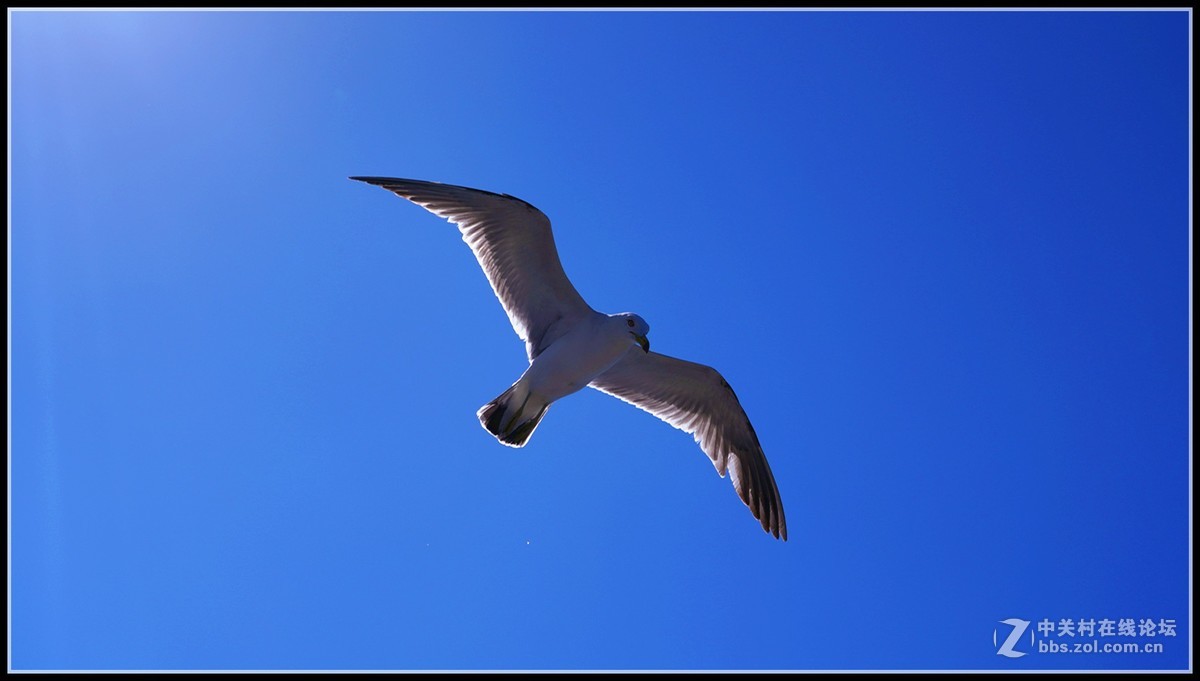 海鸥       三人行必有我师