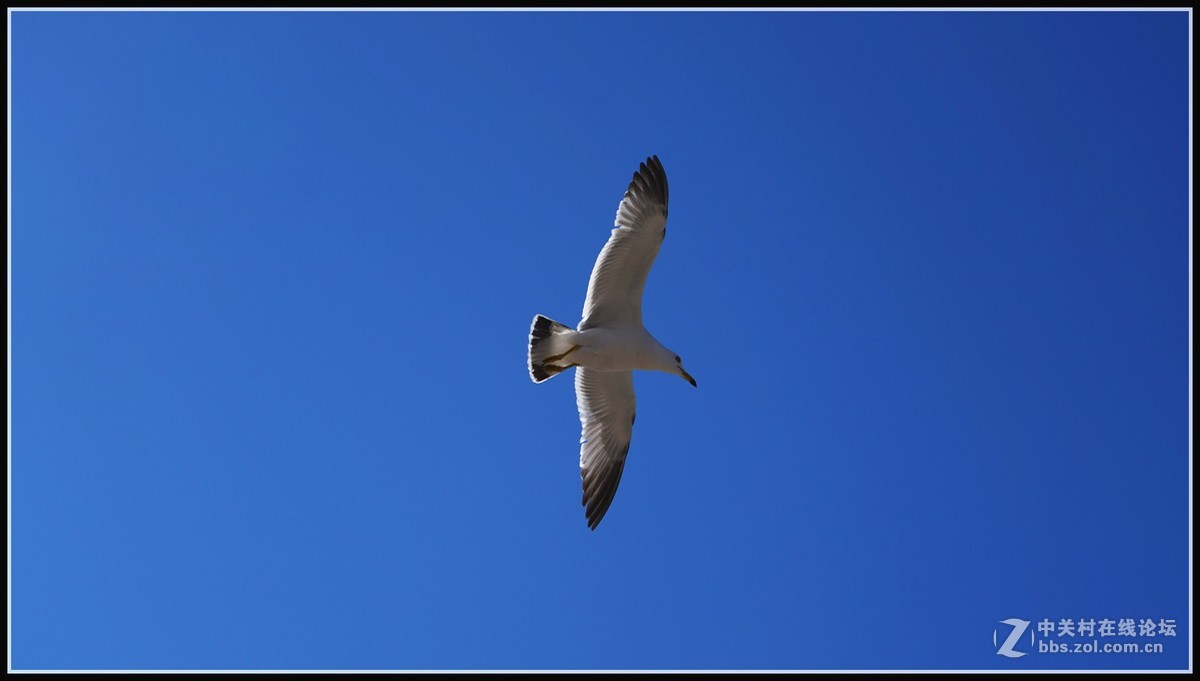 海鸥       三人行必有我师