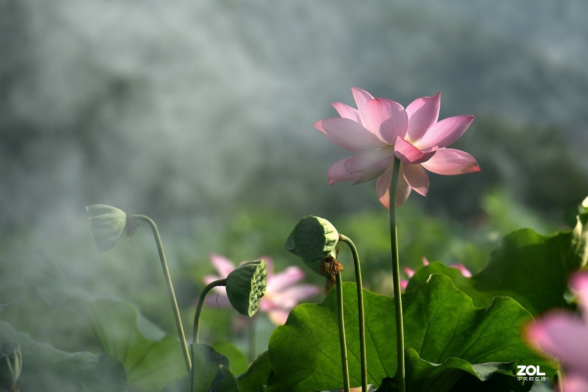 也拍荷花