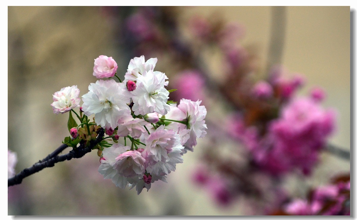 白樱开放（二）