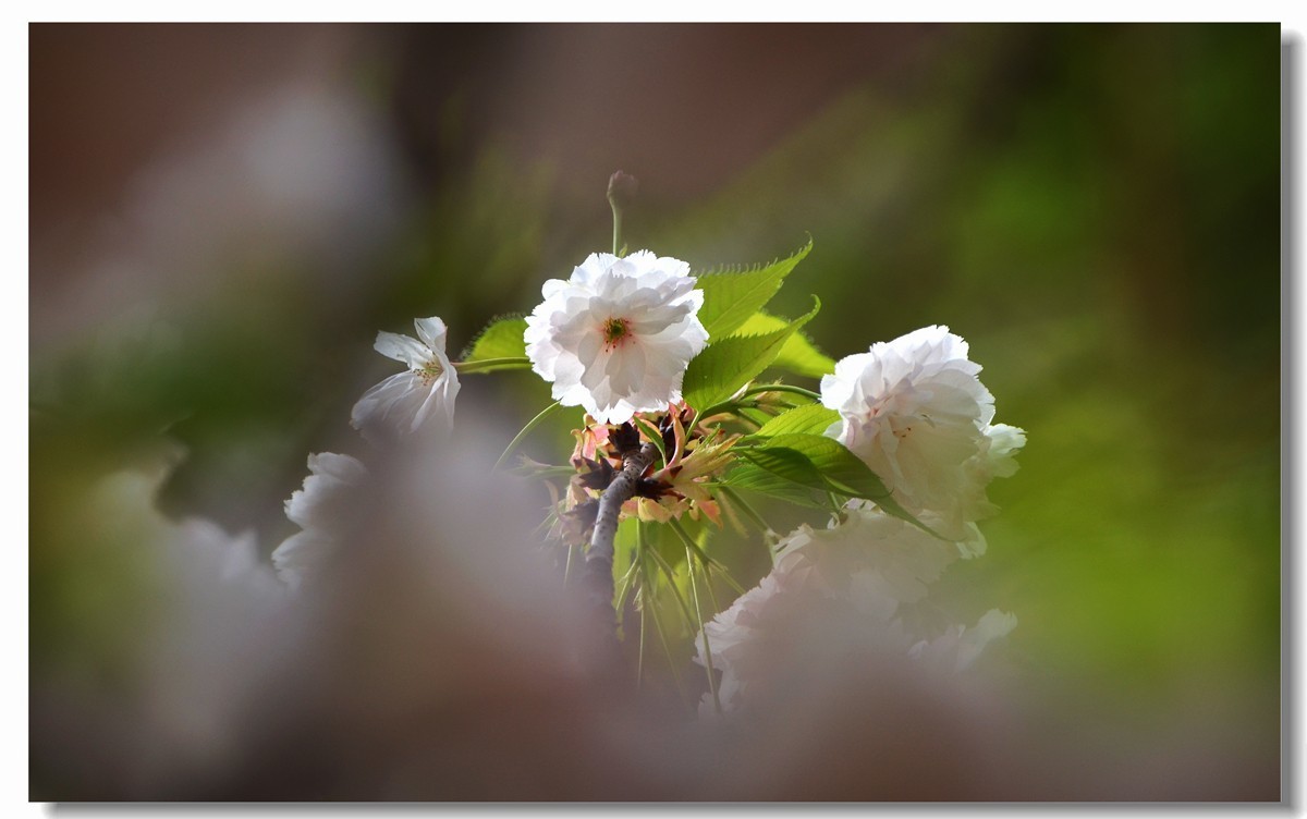 白樱开放（二）