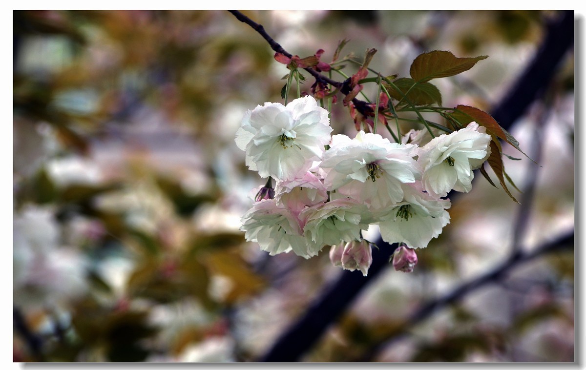 白樱开放（二）