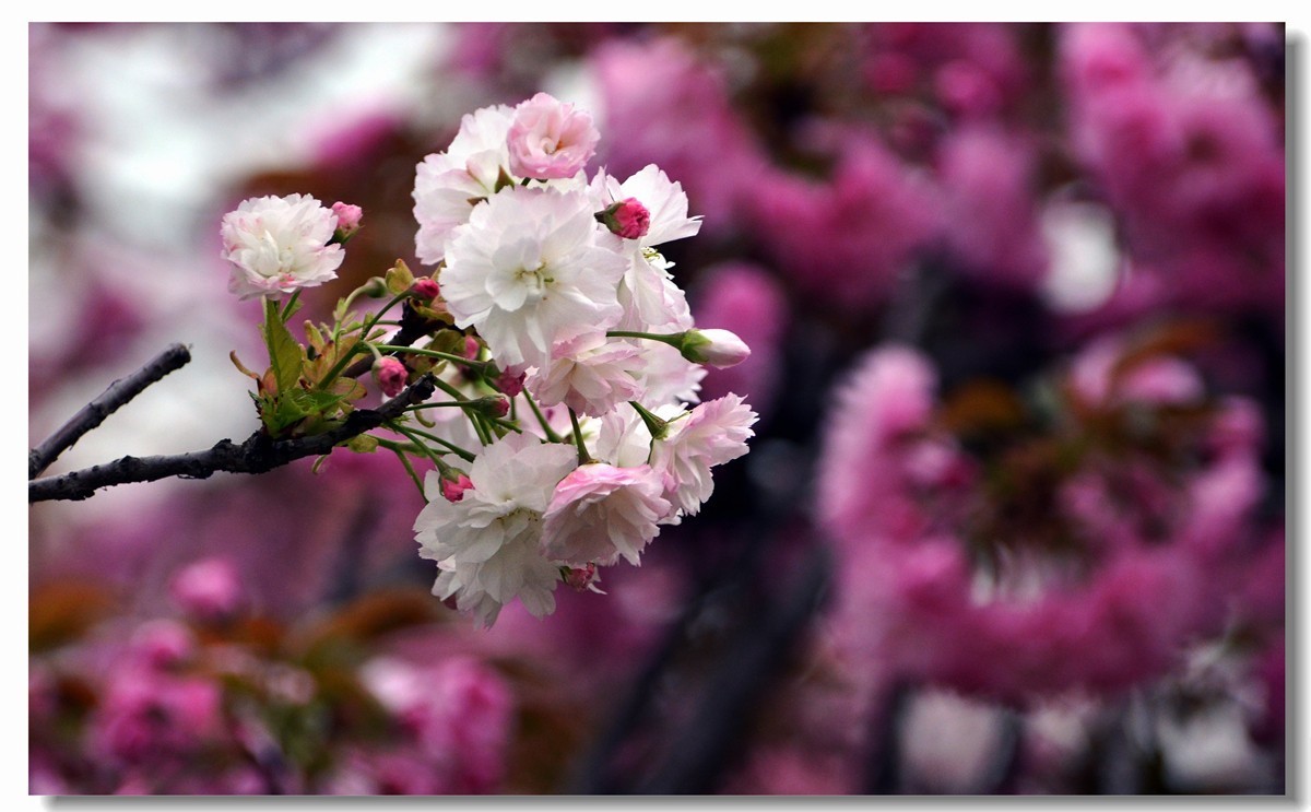 白樱开放（二）