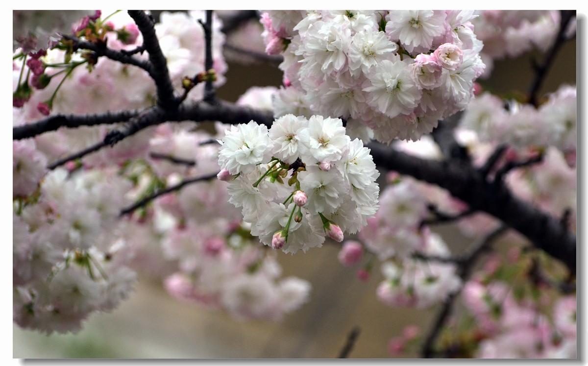 白樱开放（二）