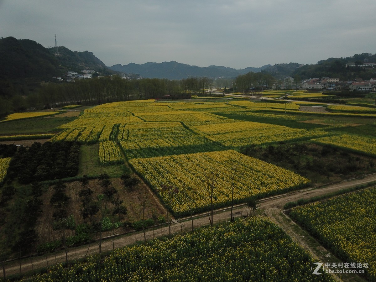 油菜花