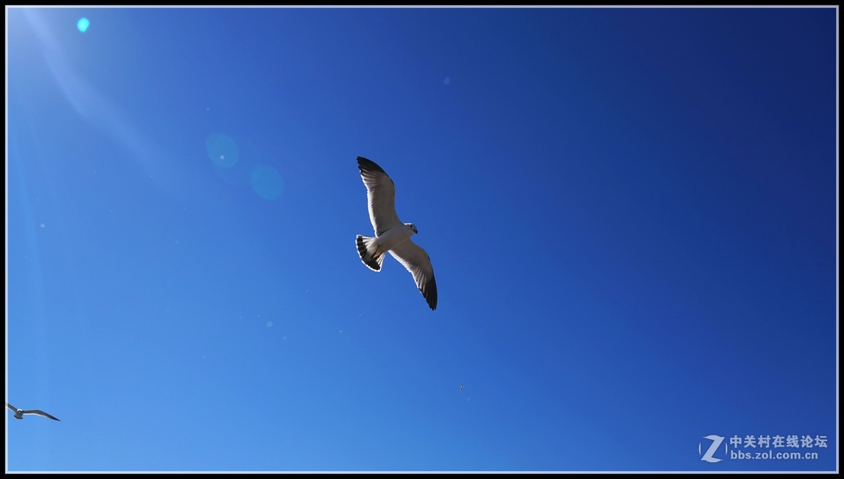 海鸥       三人行必有我师