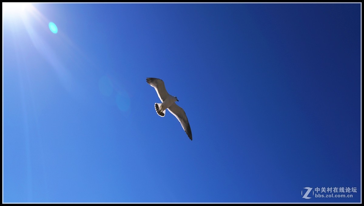 海鸥       三人行必有我师