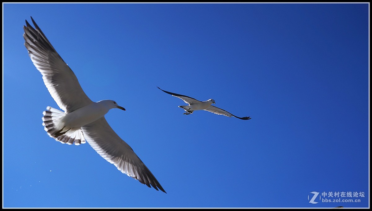 海鸥       三人行必有我师