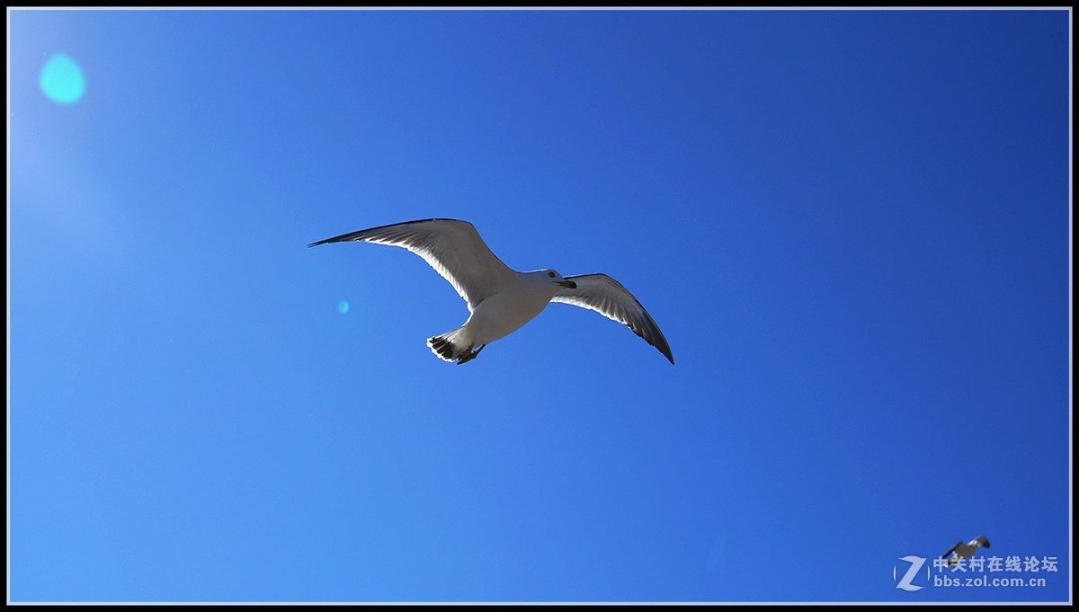 海鸥       三人行必有我师