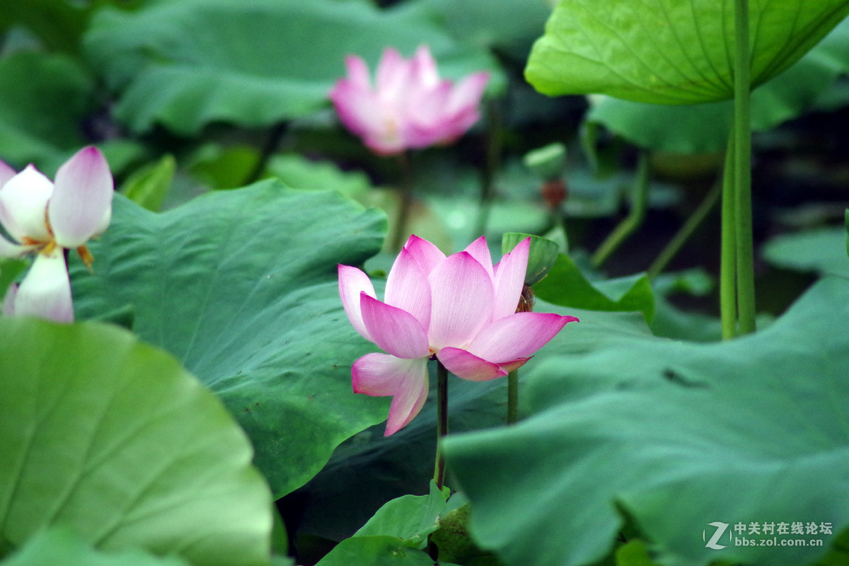 A17试拍—厦门南普陀荷花