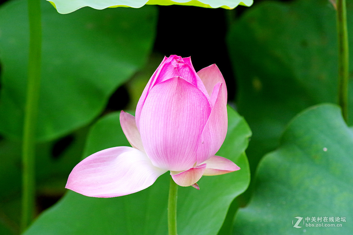 A17试拍—厦门南普陀荷花