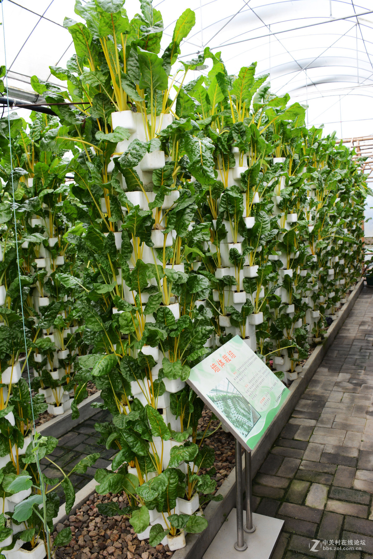 参观无土种植蔬菜基地