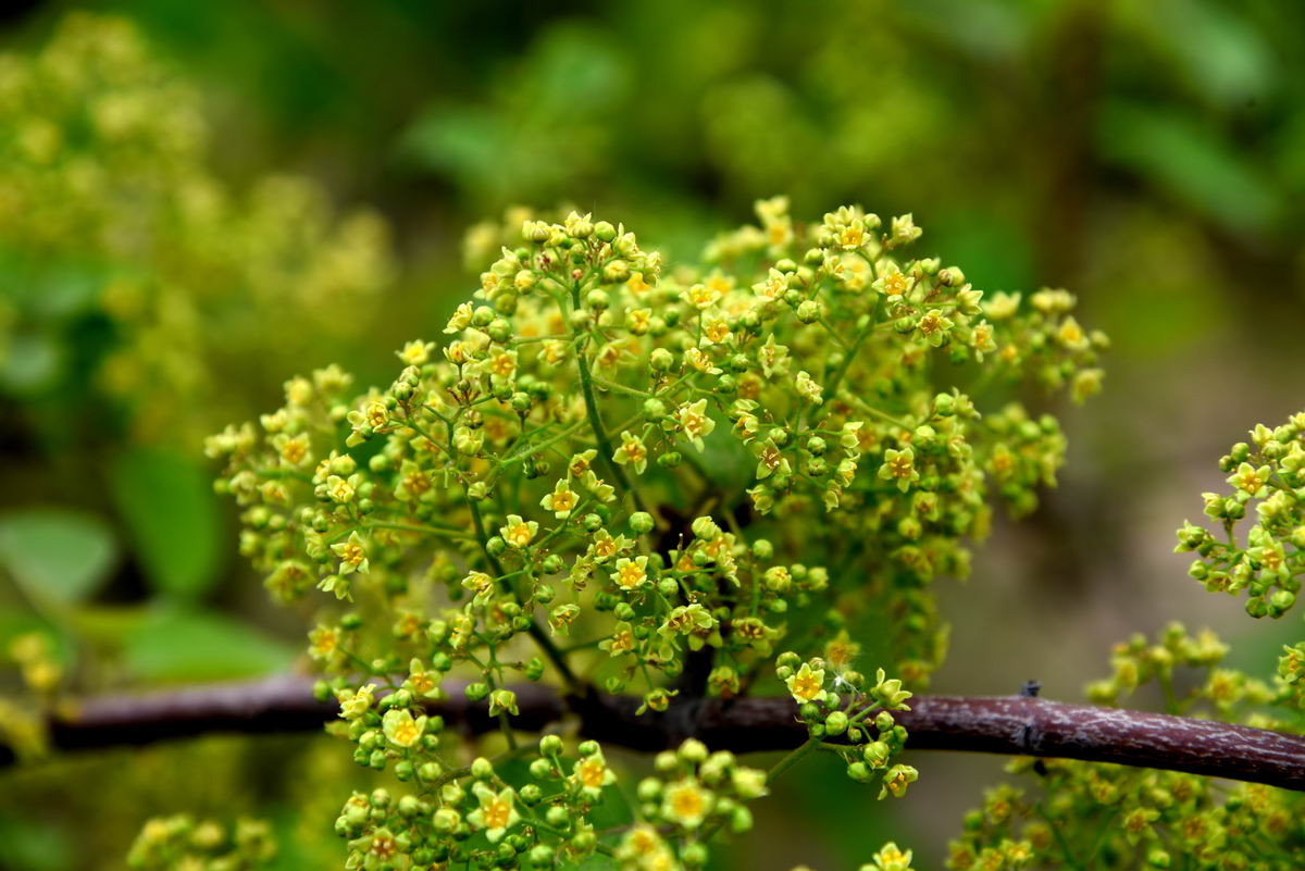 黄栌花壁纸图片