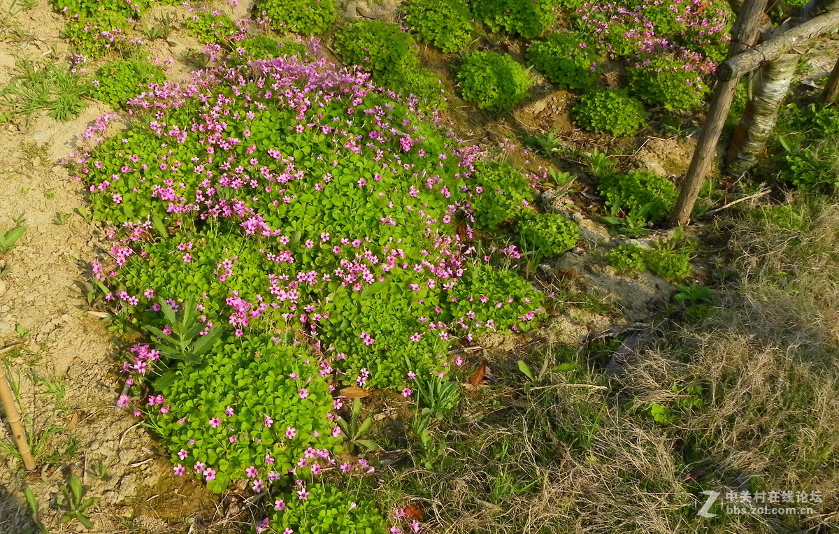 420出手了z990, 380又进了台z980，感觉还是更喜欢980的色彩的画质