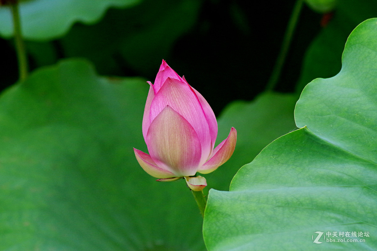 A17试拍—厦门南普陀荷花