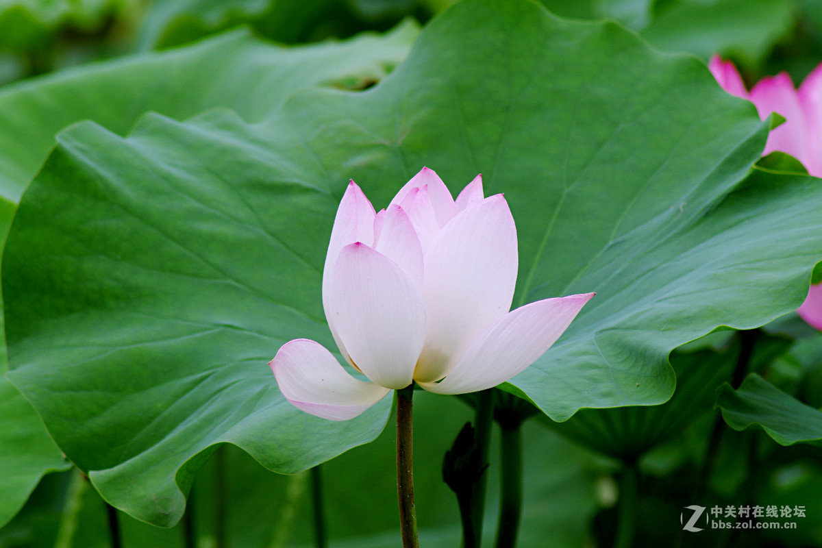 A17试拍—厦门南普陀荷花