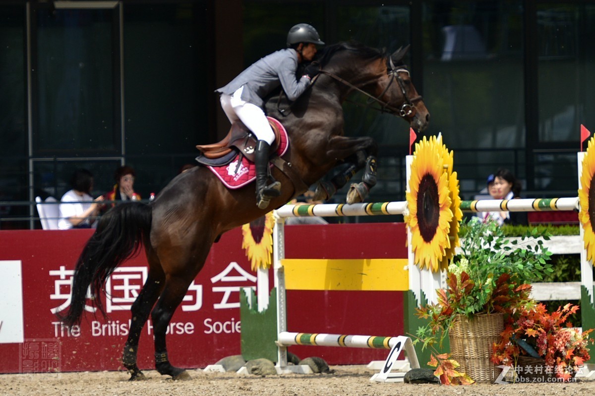 天星调良国际马术障碍大赛抓拍2