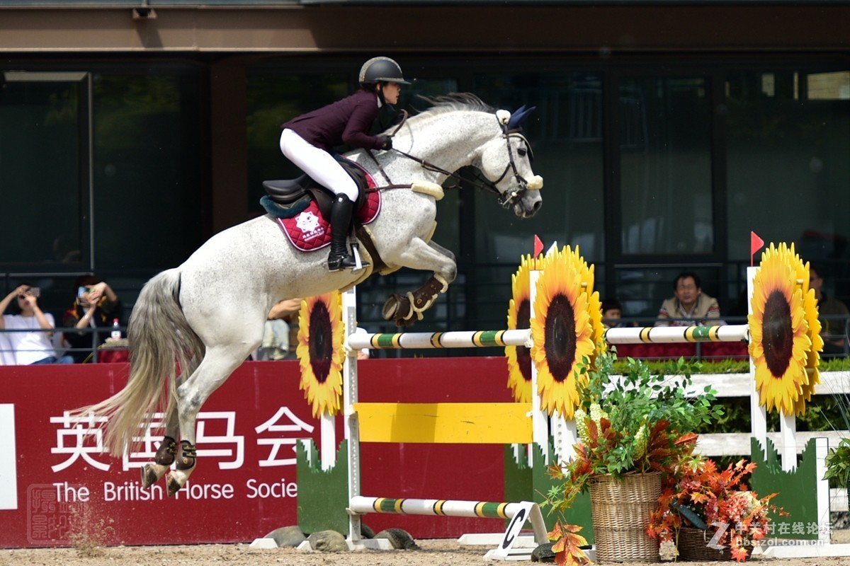 天星调良国际马术障碍大赛抓拍2
