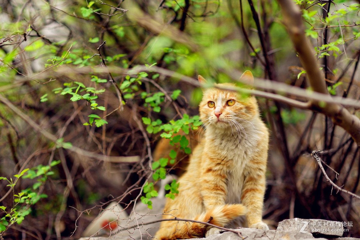 淇县户外拍摄的小猫