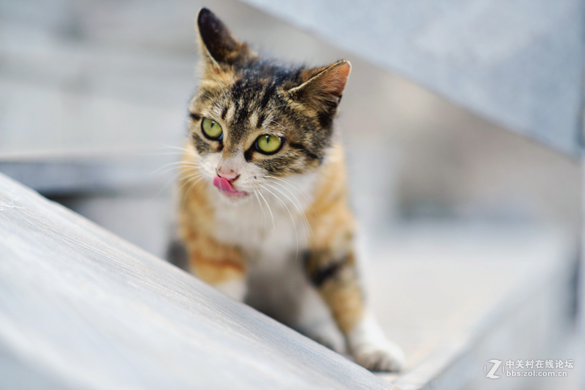 淇县户外拍摄的小猫