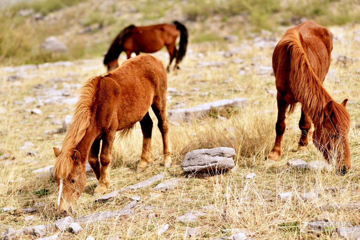 悠闲自在的骏马