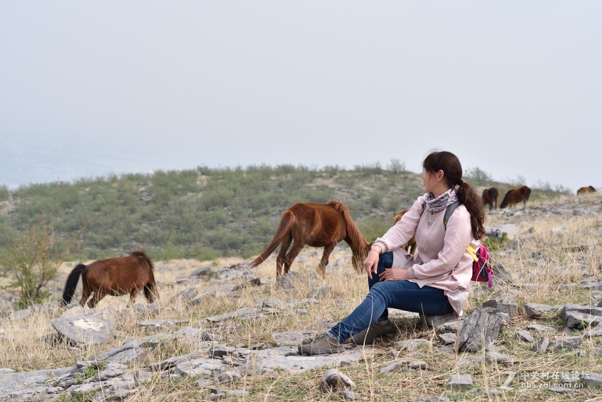 悠闲自在的骏马