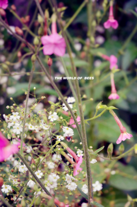 尼康18-70，意外拍到小蜜蜂