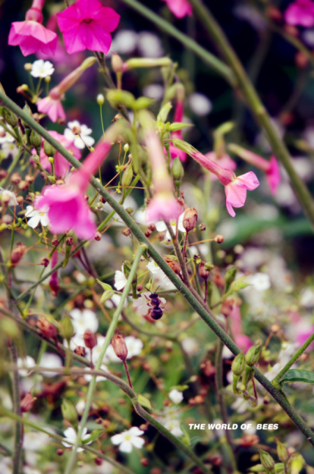 尼康18-70，意外拍到小蜜蜂