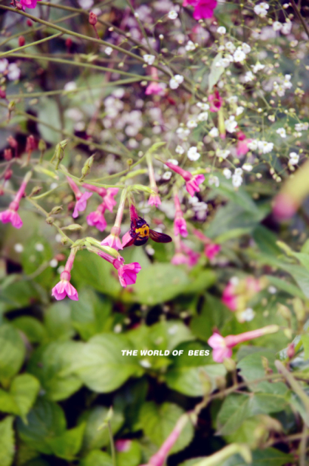 尼康18-70，意外拍到小蜜蜂