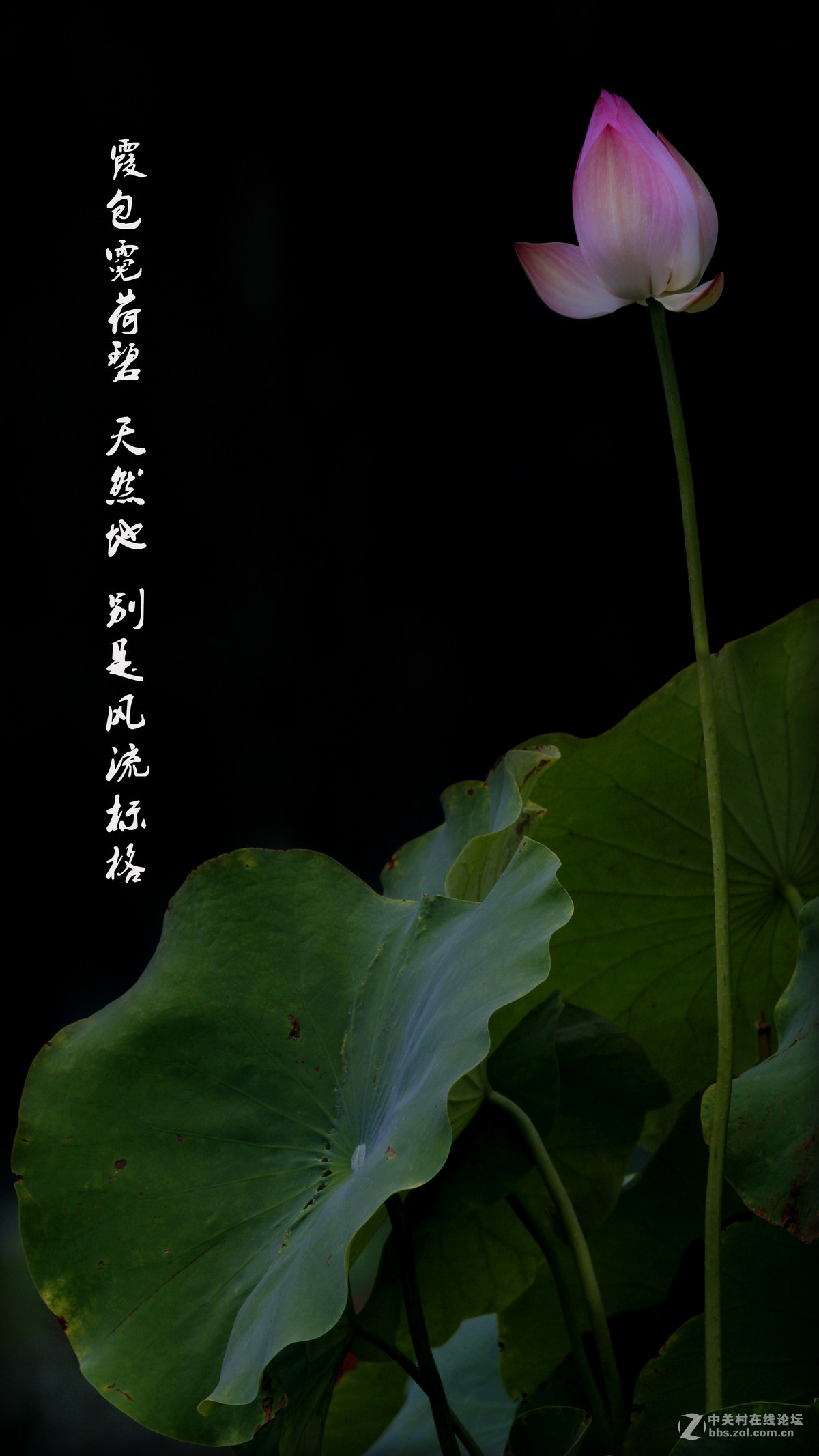 荷——附庸风雅