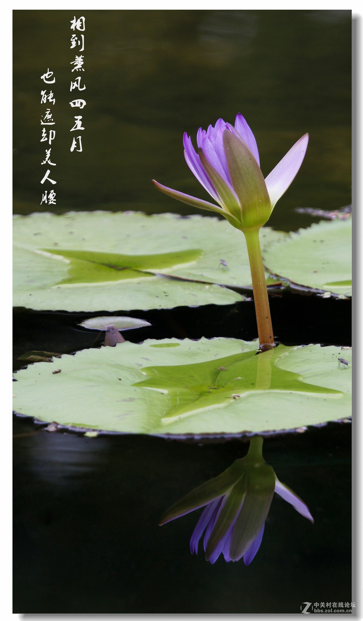 荷——附庸风雅