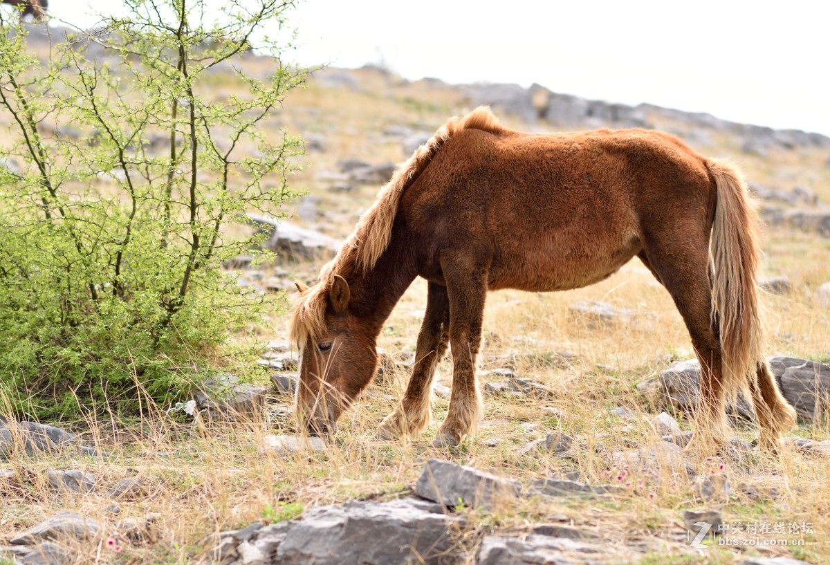悠闲自在的骏马