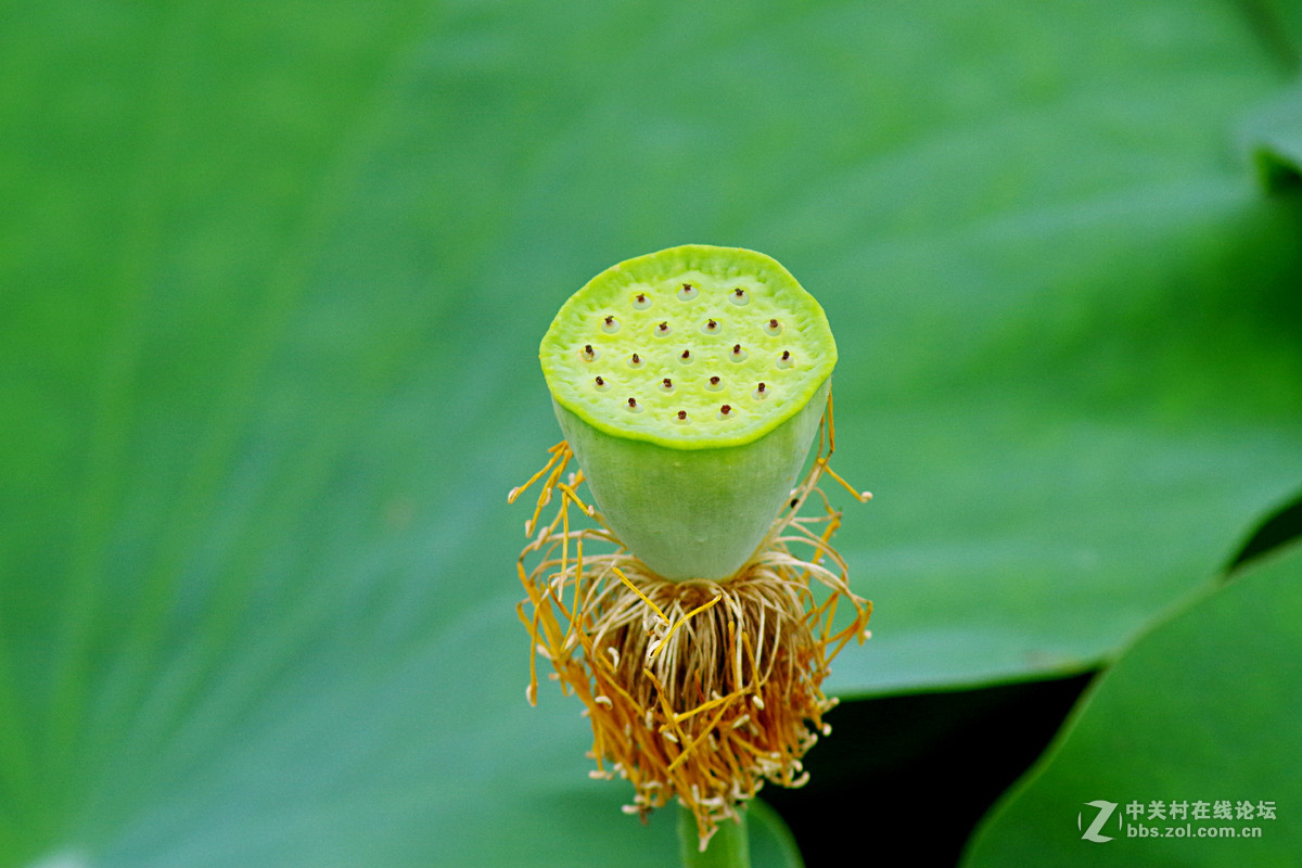 A17试拍—厦门南普陀荷花