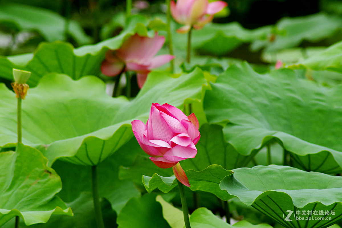 A17试拍—厦门南普陀荷花