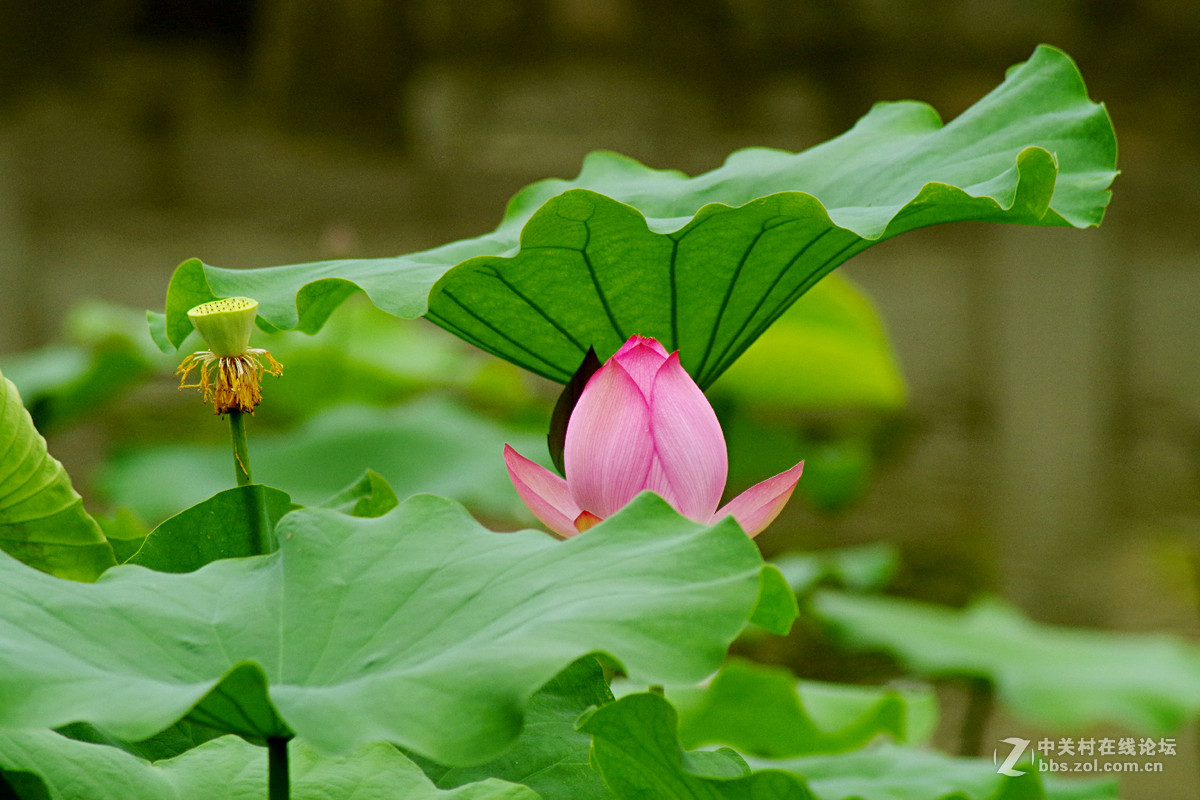 A17试拍—厦门南普陀荷花