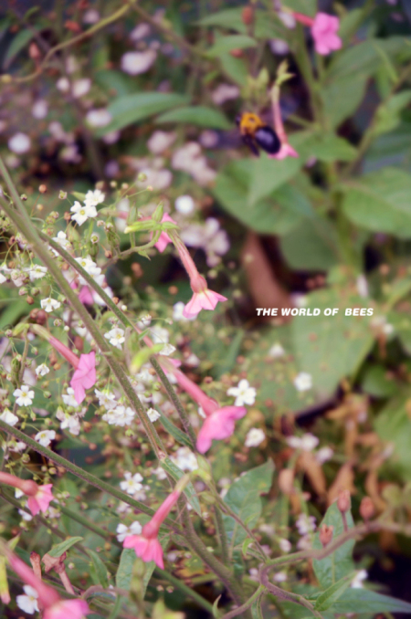 尼康18-70，意外拍到小蜜蜂