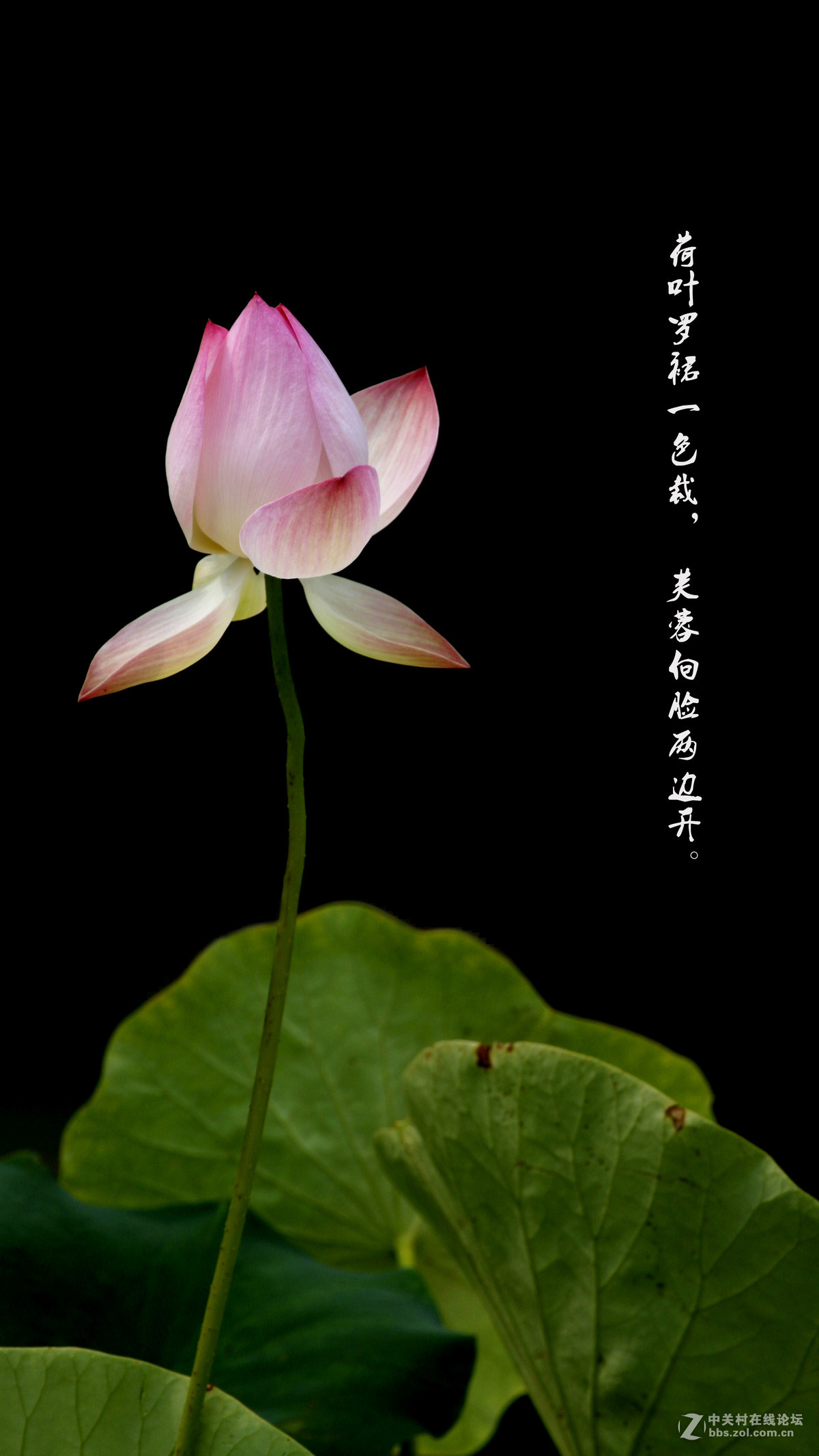 荷——附庸风雅