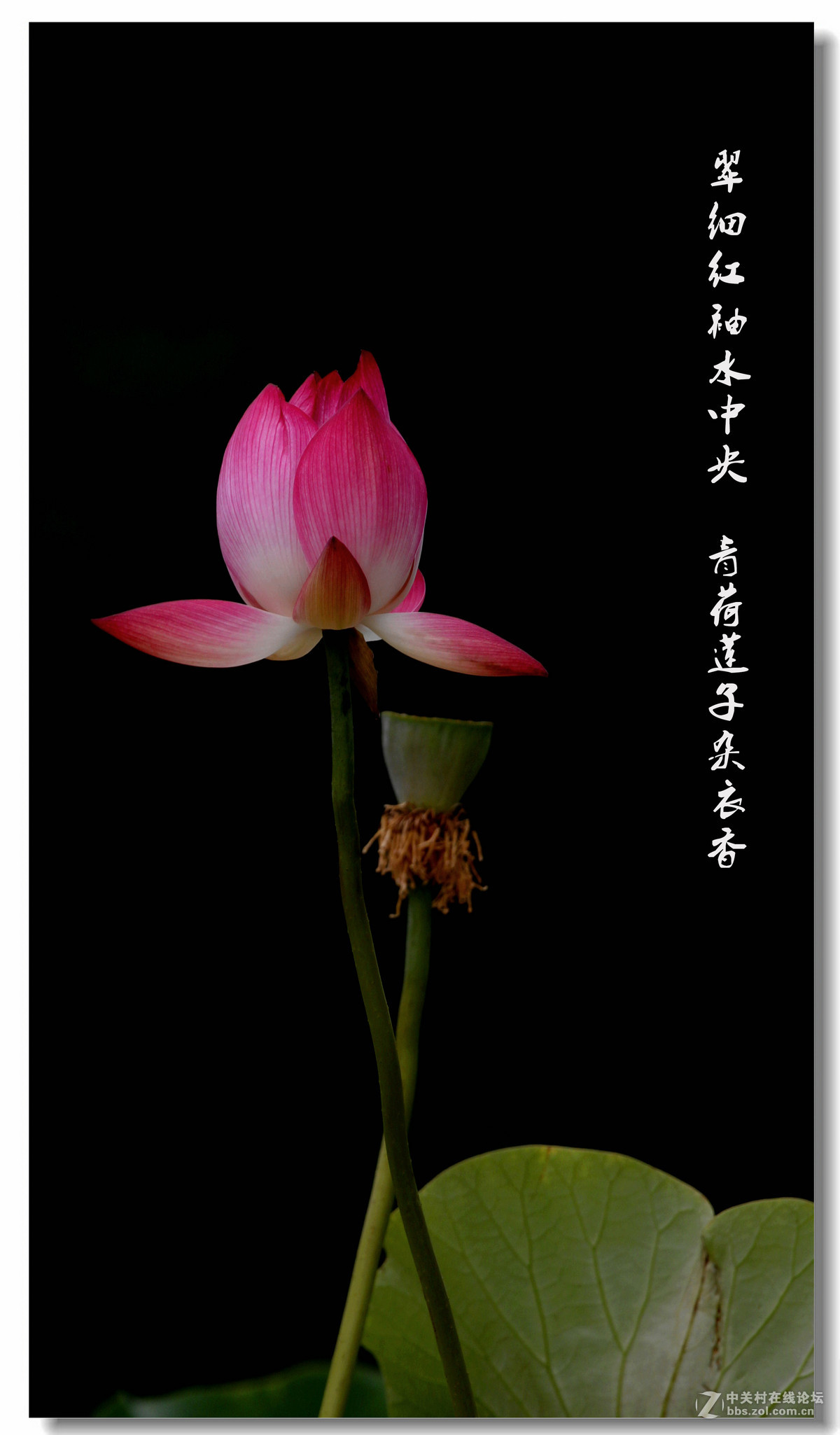 荷——附庸风雅